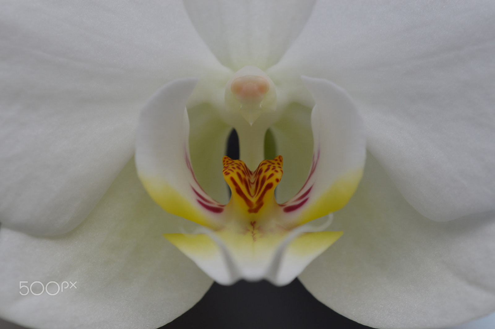 Nikon AF-S DX Micro-Nikkor 85mm F3.5G ED VR sample photo. White orchid photography