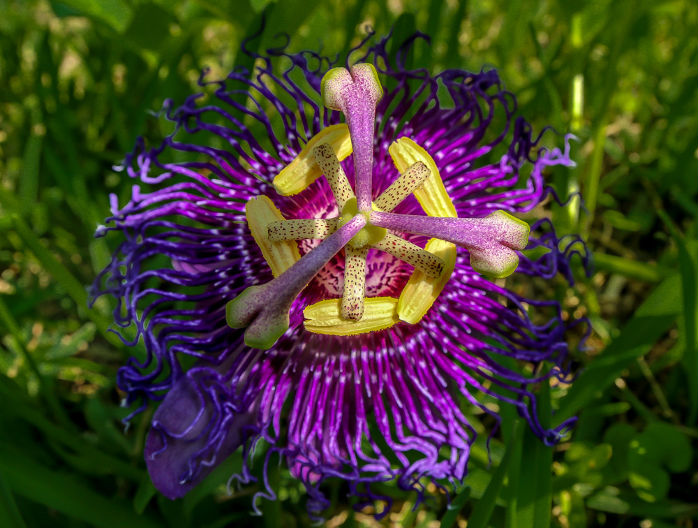 Canon EOS 70D + Canon EF 8-15mm F4L Fisheye USM sample photo. Passion flower photography