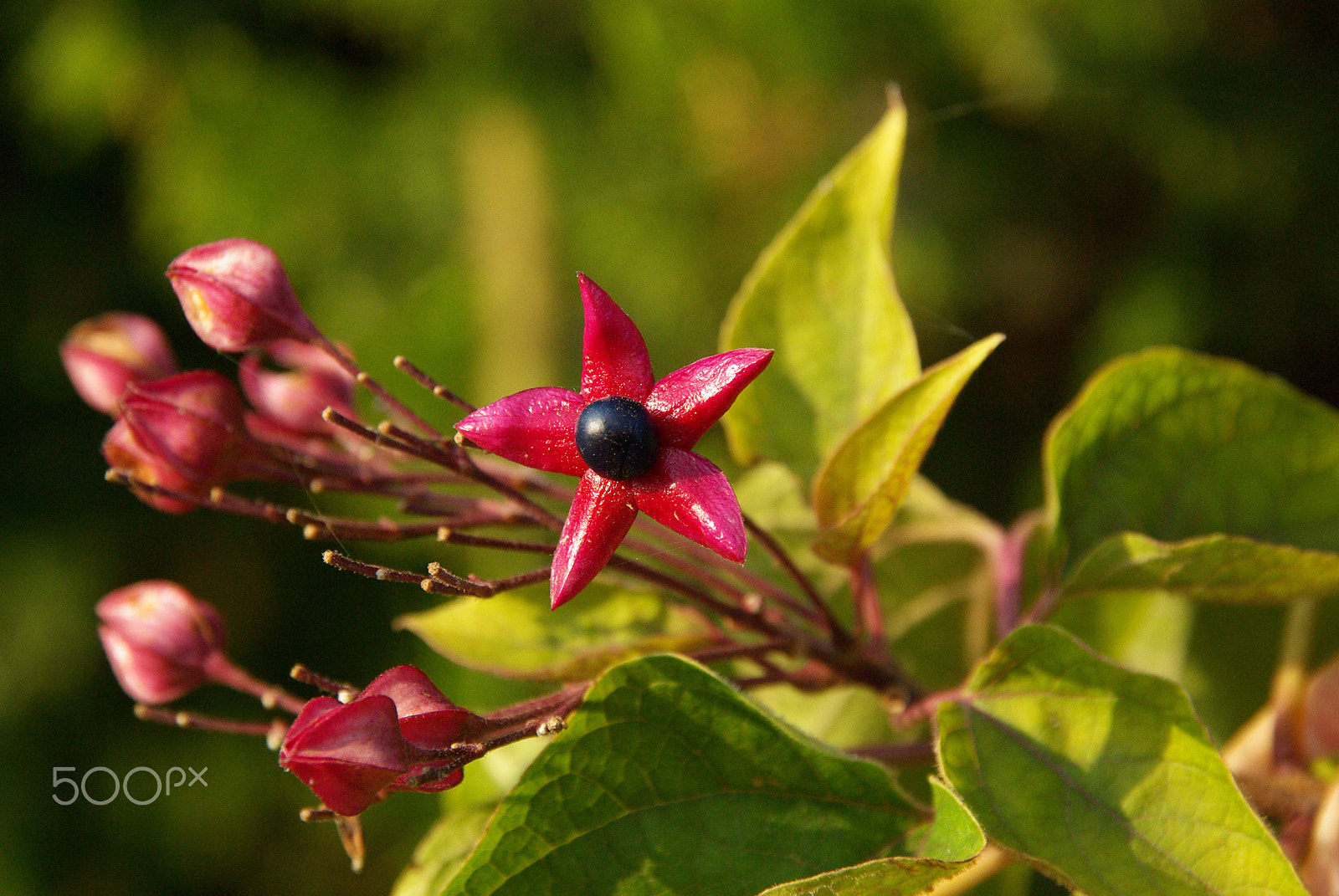 Pentax K10D sample photo. Bacche bosco photography