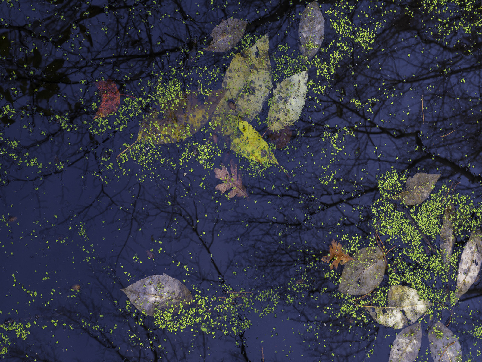 Panasonic Leica D Vario-Elmar 14-50mm F3.8-5.6 Mega OIS sample photo. Fall leaves & duck weed in the swamp photography