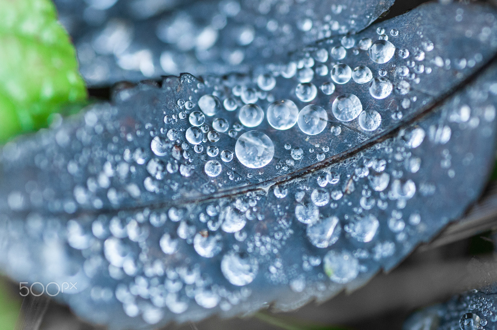 Nikon D90 + AF Micro-Nikkor 105mm f/2.8 sample photo. Drops photography