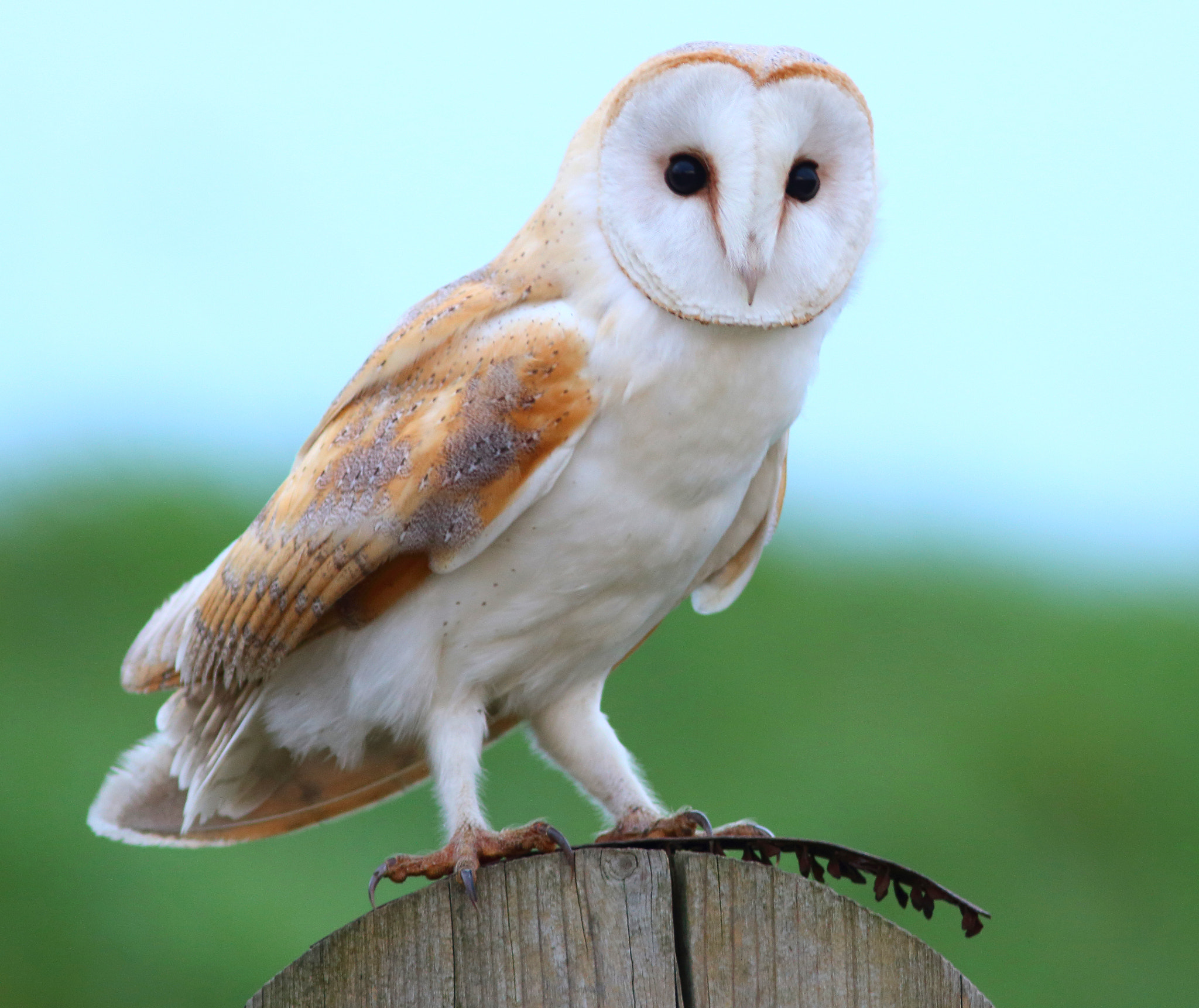 Canon EF 300mm F4L IS USM sample photo. Barn owl photography
