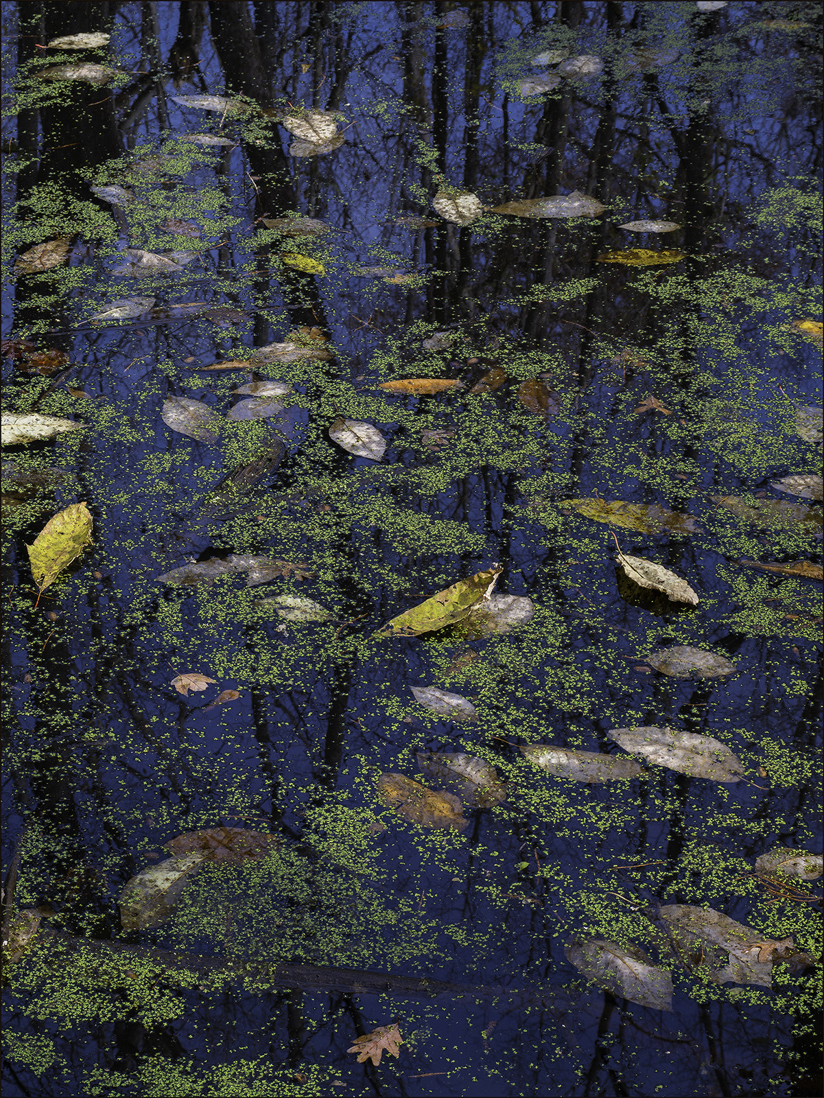 Panasonic Leica D Vario-Elmar 14-50mm F3.8-5.6 Mega OIS sample photo. Fall leaves & duck weed i picc photography