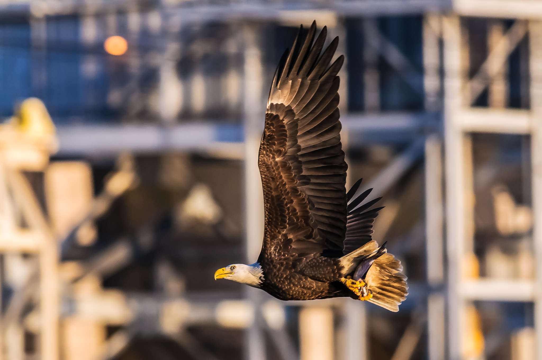 Nikon AF-S Nikkor 300mm F2.8G ED-IF VR sample photo. Lunch @ conowingo photography