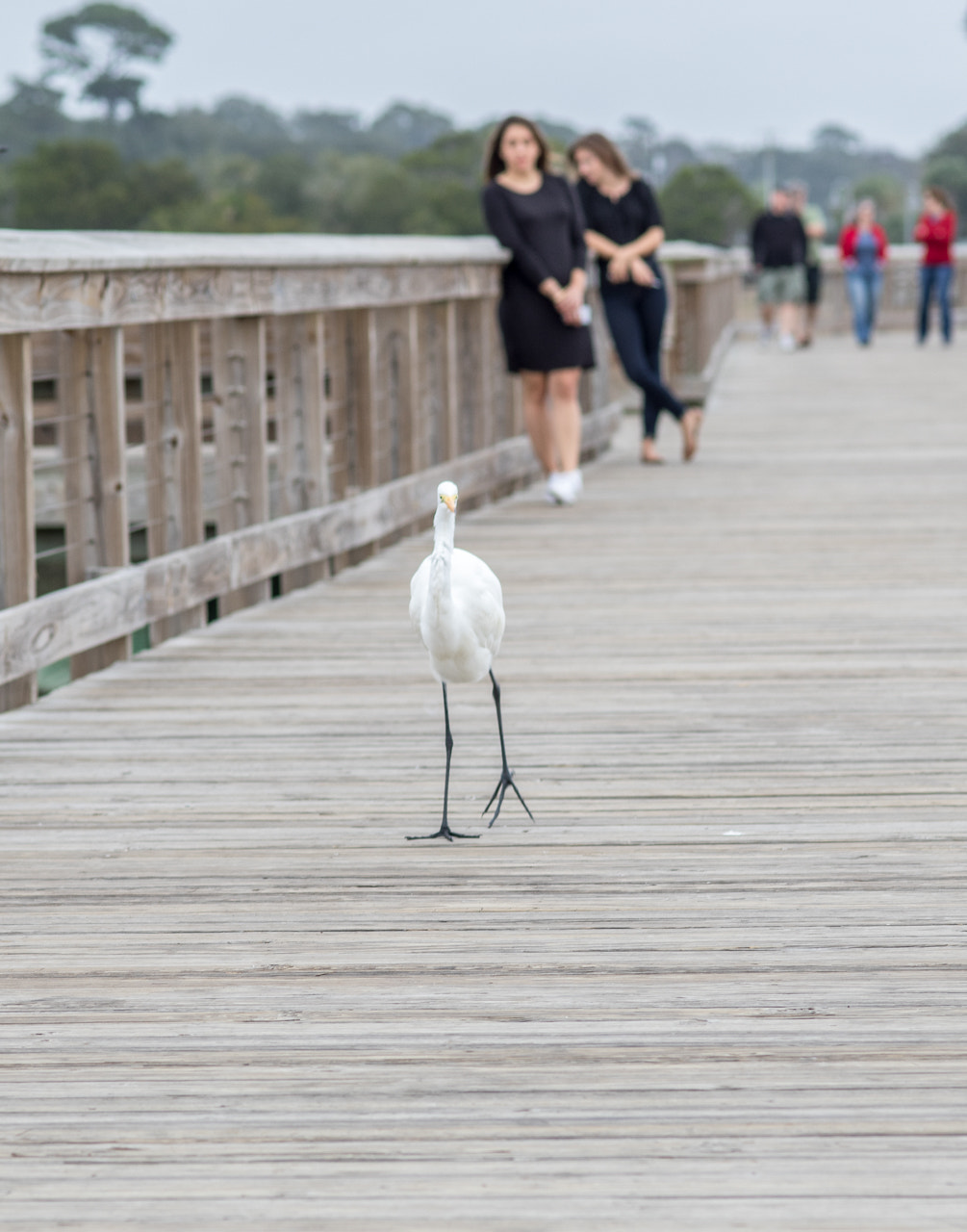 Sigma 105mm F2.8 EX DG Macro sample photo. Charleston day 7 photography