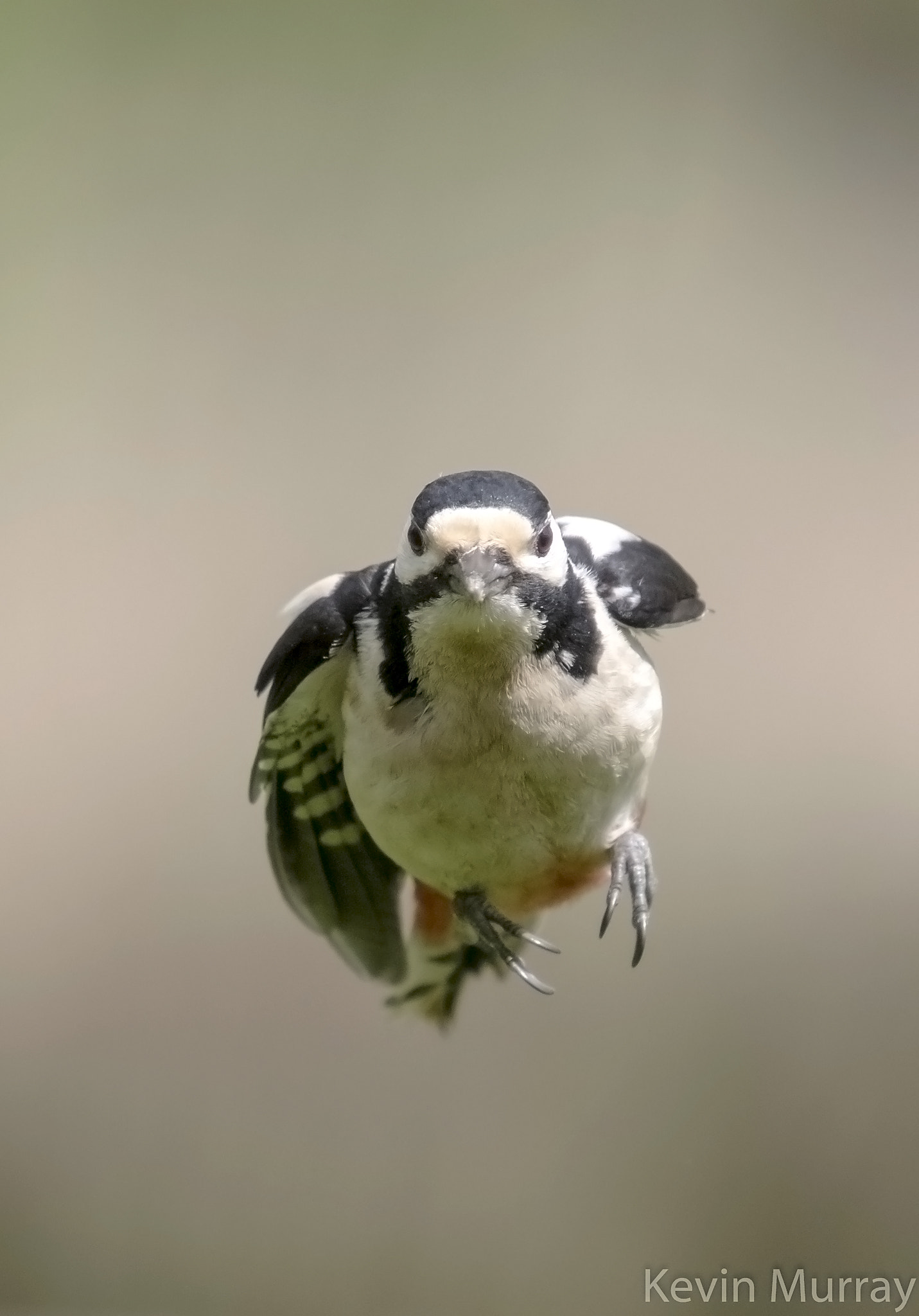 Canon EF 70-200mm F2.8L IS USM sample photo. Woodpecker flight photography