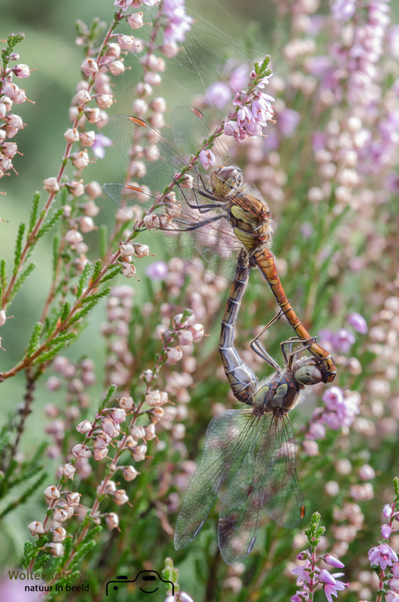 Nikon D7000 + Sigma 105mm F2.8 EX DG Macro sample photo. Mating dragonflies photography