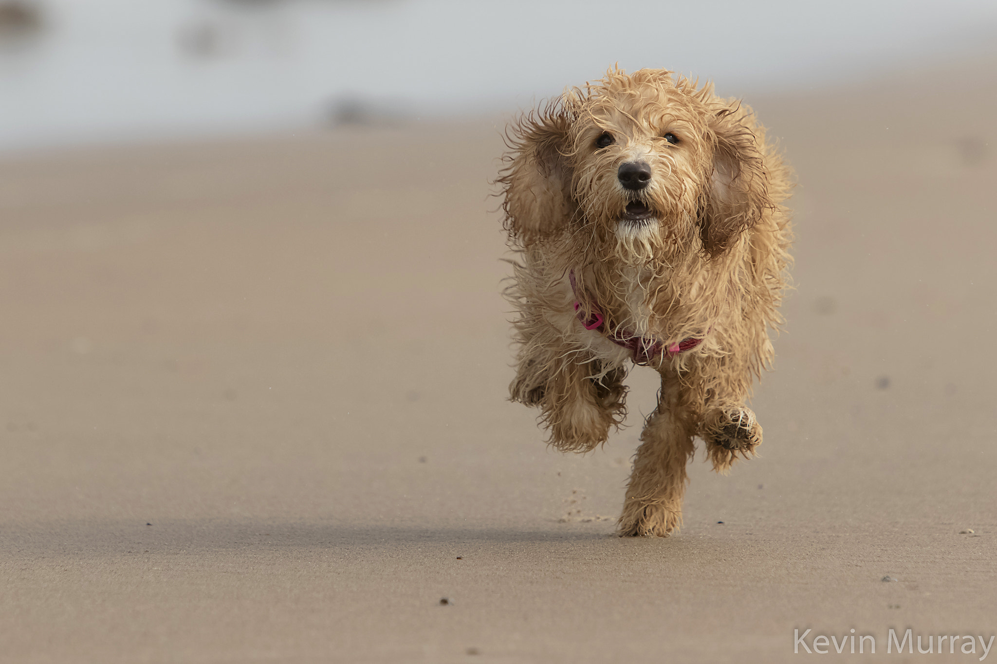 Canon EF 70-200mm F2.8L IS USM sample photo. Tilly photography