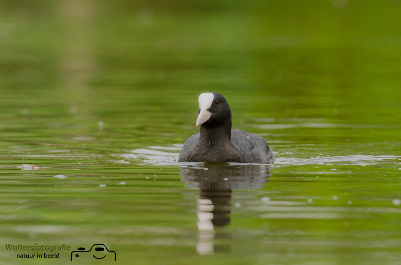 Nikon AF-S Nikkor 200-400mm F4G ED-IF VR sample photo. A eurasian coot photography