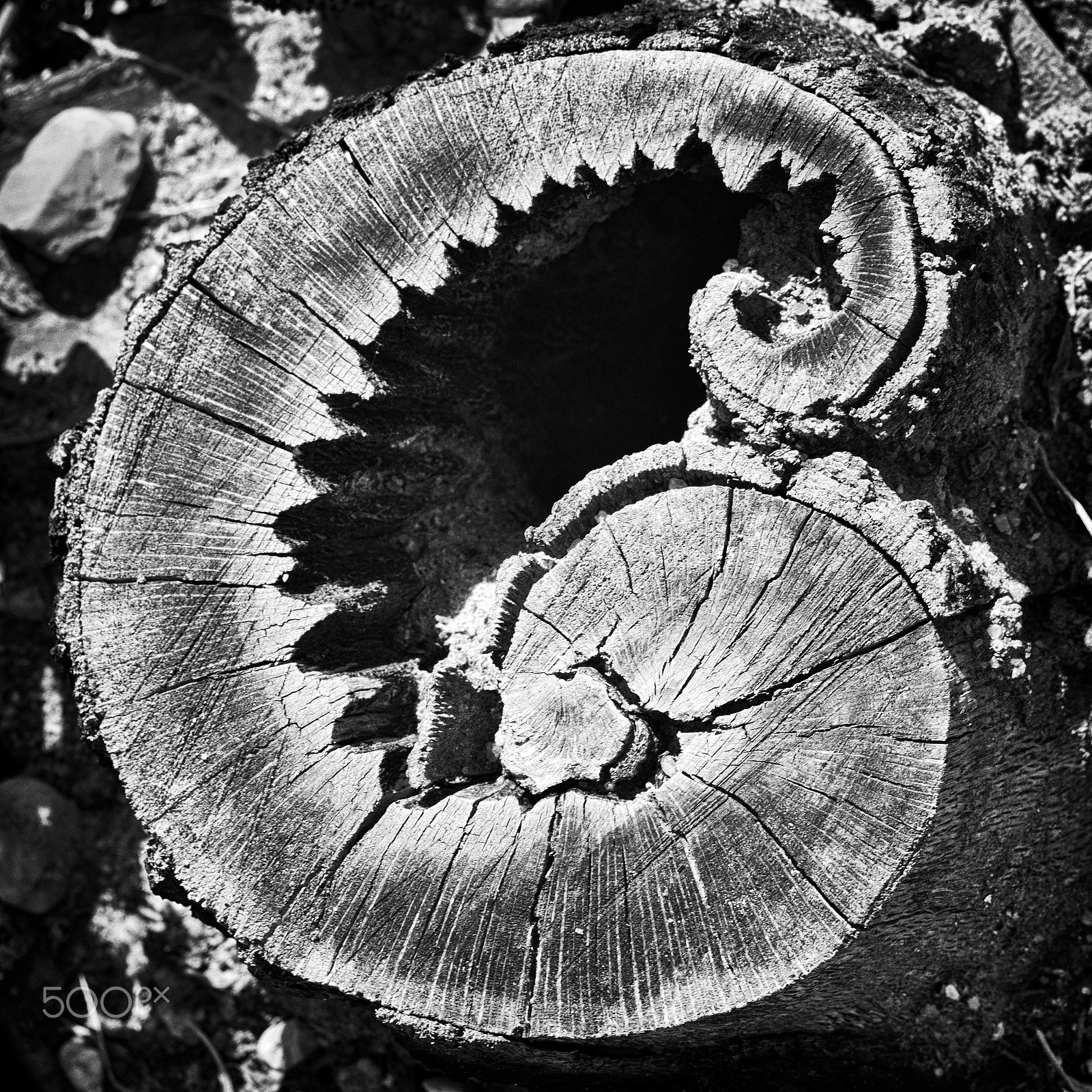 Sigma 85mm F1.4 EX DG HSM sample photo. Stump after fire photography