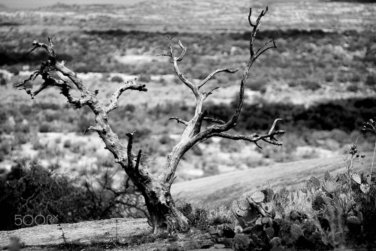 Sigma 85mm F1.4 EX DG HSM sample photo. Tree on top of enchanted rock photography