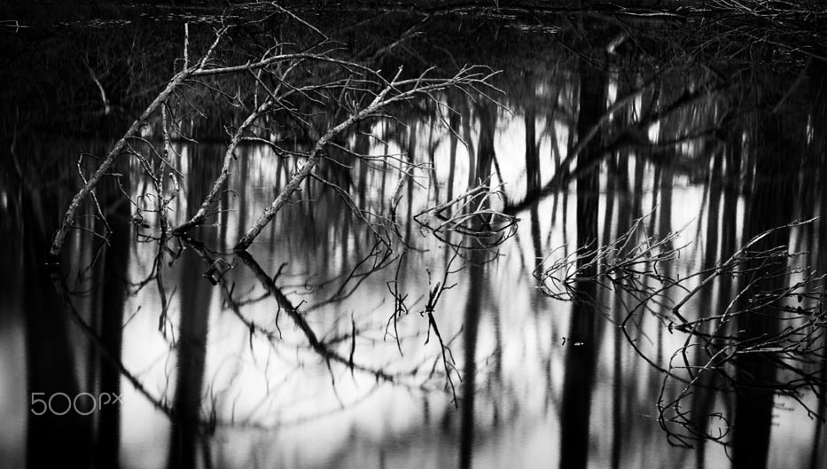 Canon EOS 40D + Sigma 85mm F1.4 EX DG HSM sample photo. Long exposure at frog pond photography