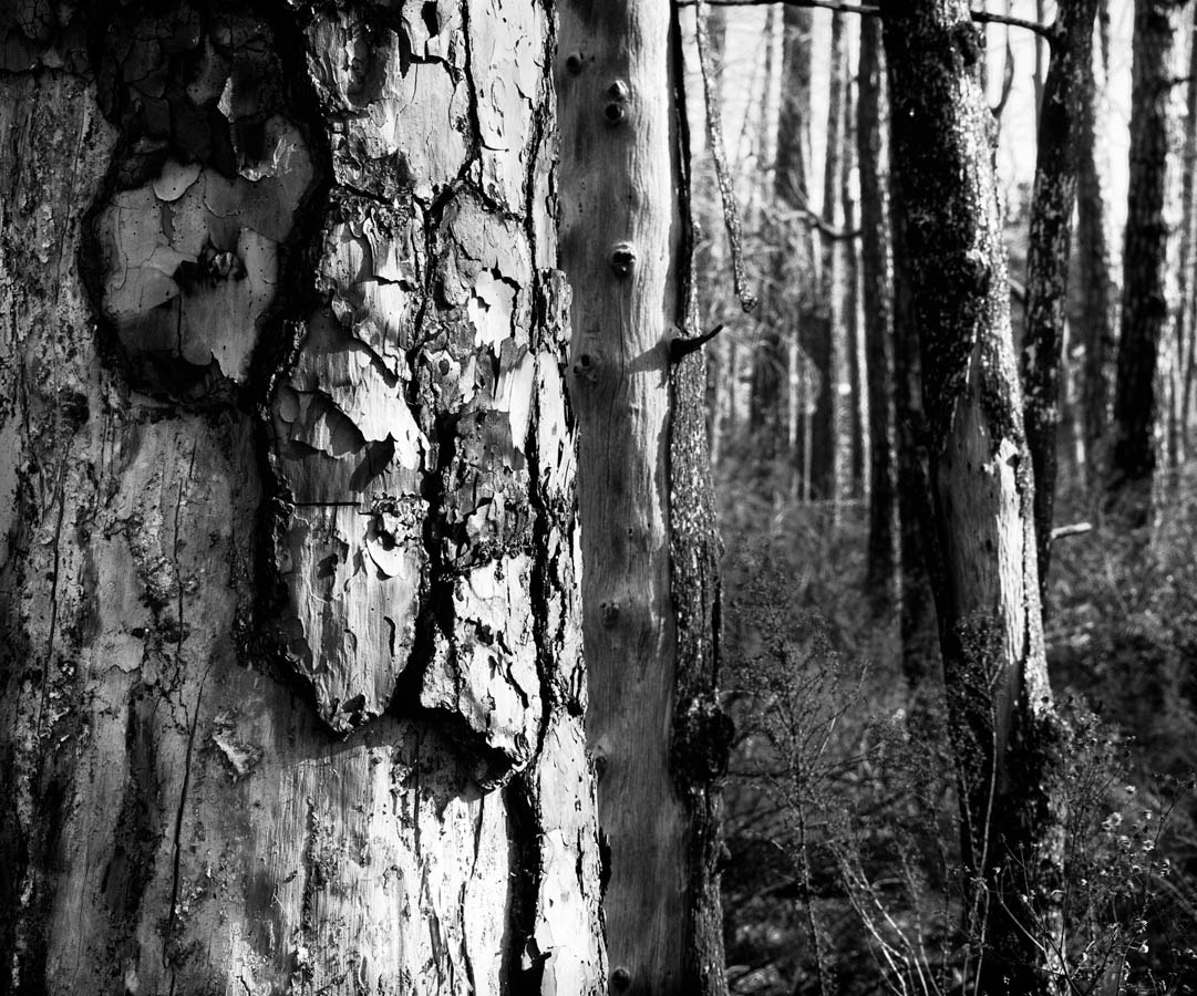 Canon EOS 40D + Sigma 85mm F1.4 EX DG HSM sample photo. Lost pines after bastrop wildfire burned pines photography