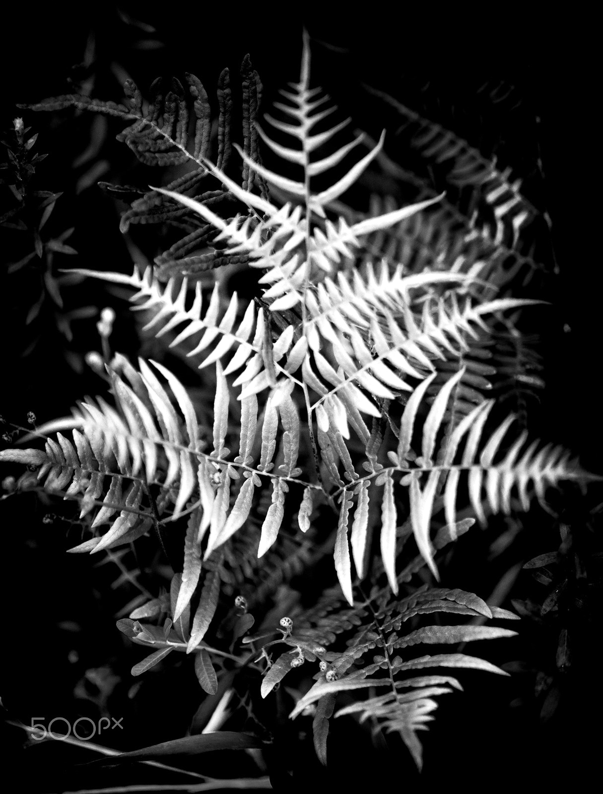 Sigma 85mm F1.4 EX DG HSM sample photo. New fern growth photography