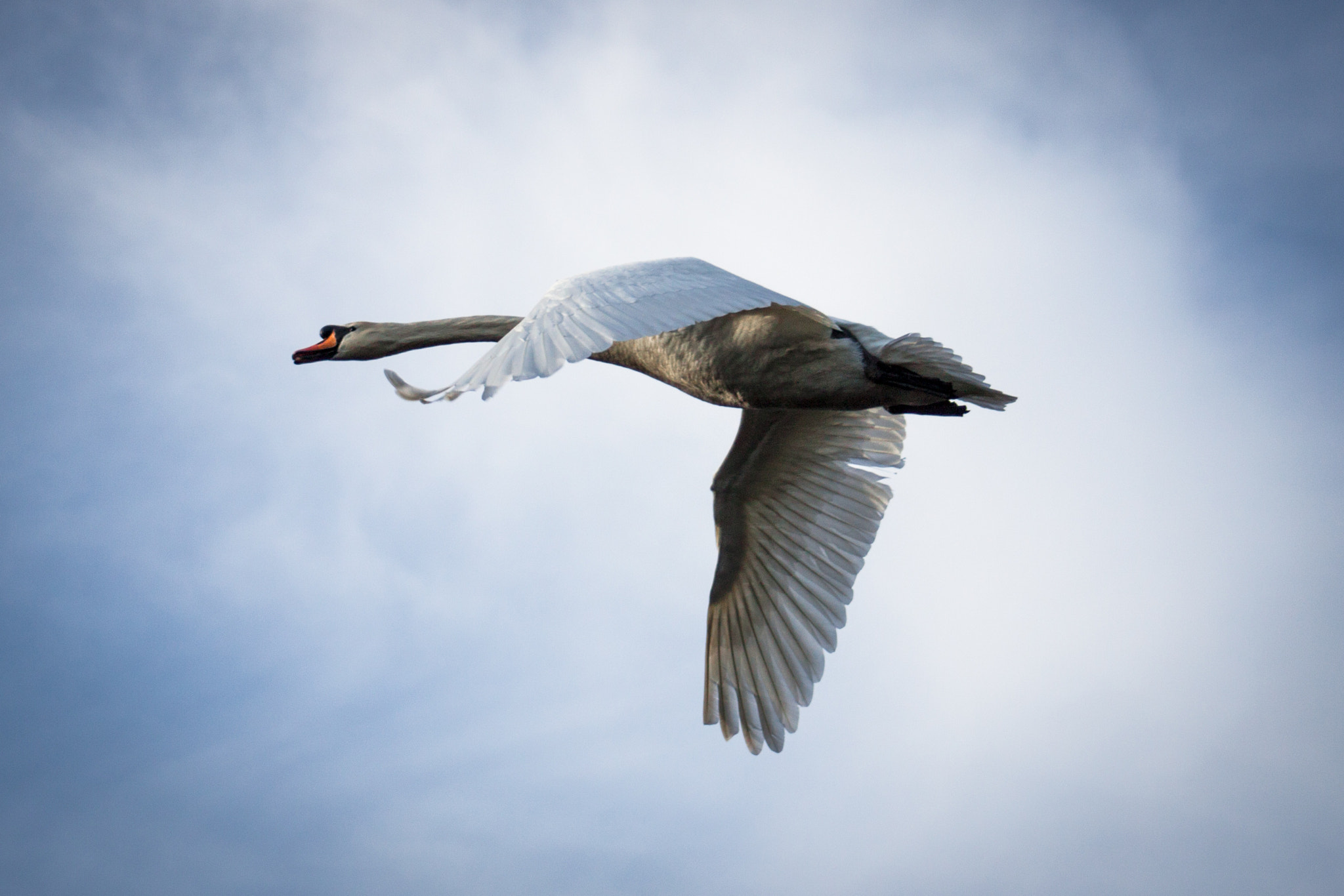 Canon EOS 500D (EOS Rebel T1i / EOS Kiss X3) sample photo. Swan photography