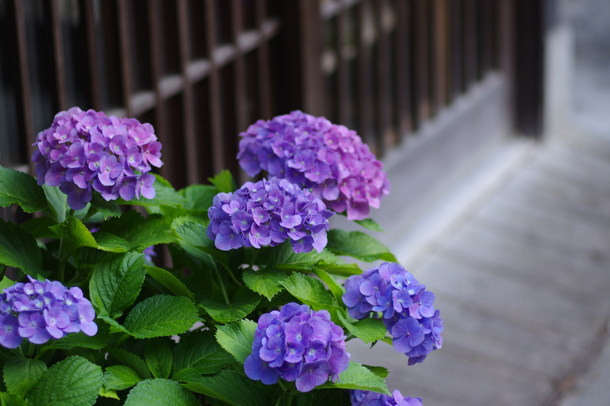 Pentax smc FA 77mm 1.8 Limited sample photo. Entrance photography
