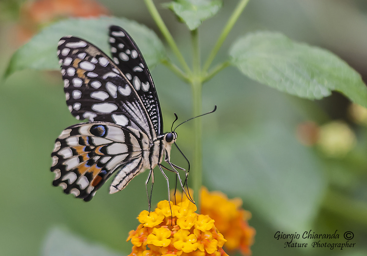 Canon EOS 40D + Sigma APO Macro 150mm f/2.8 EX DG HSM sample photo. Papilo demoleus photography