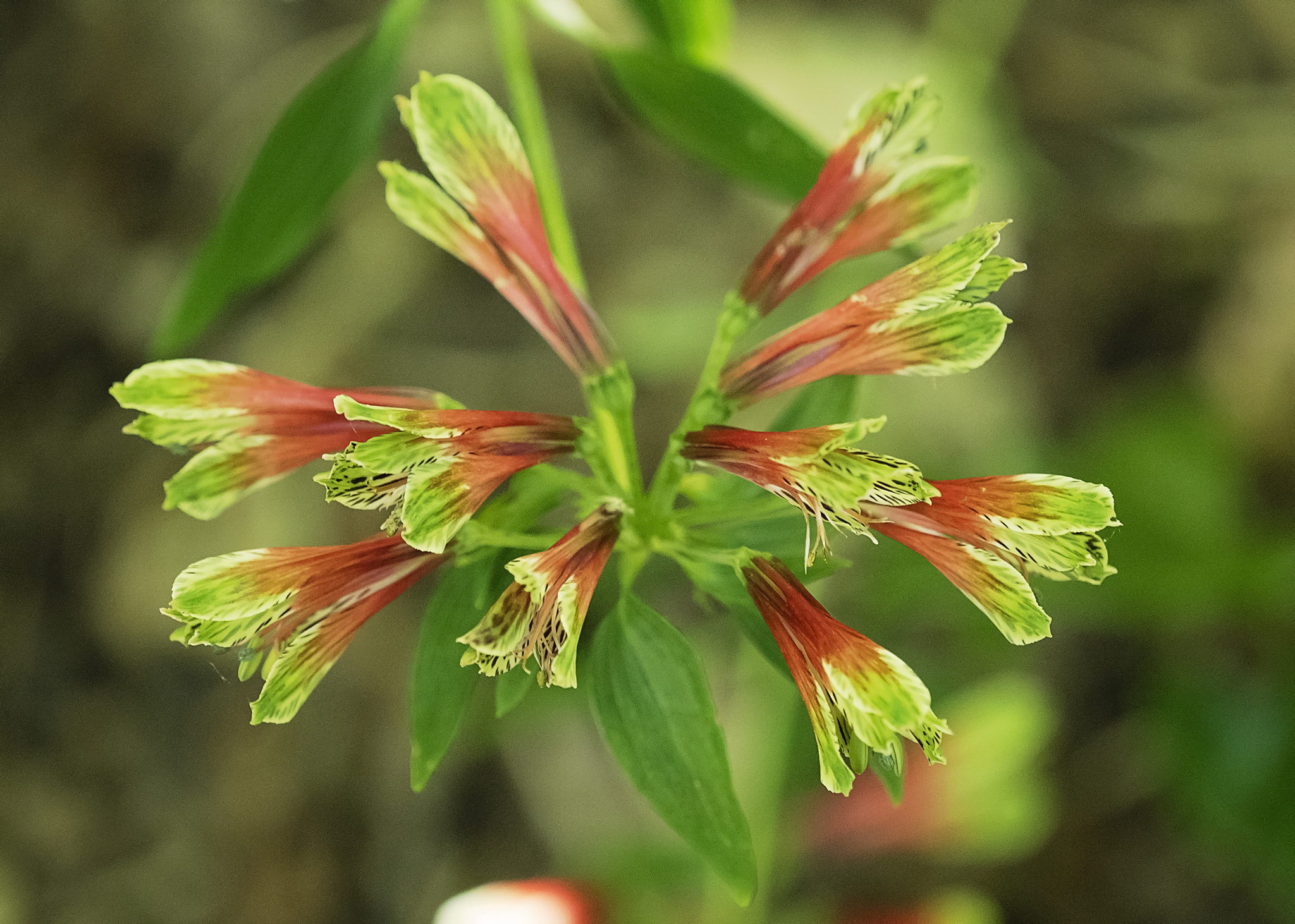 Olympus M.Zuiko Digital ED 40-150mm F2.8 Pro sample photo. Floral star photography