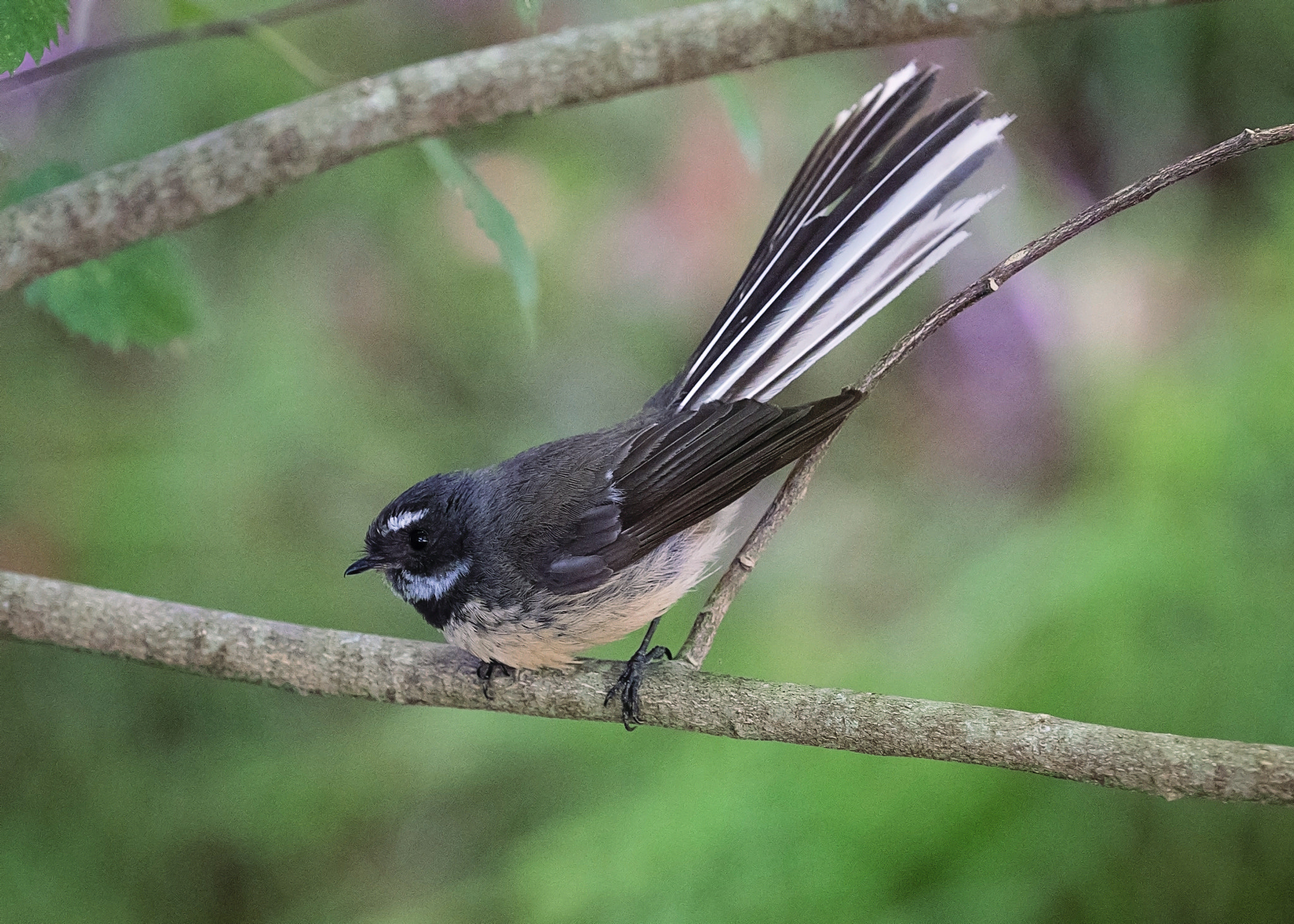 Panasonic Lumix DMC-GH4 + Olympus M.Zuiko Digital ED 40-150mm F2.8 Pro sample photo. New zealand fantail photography