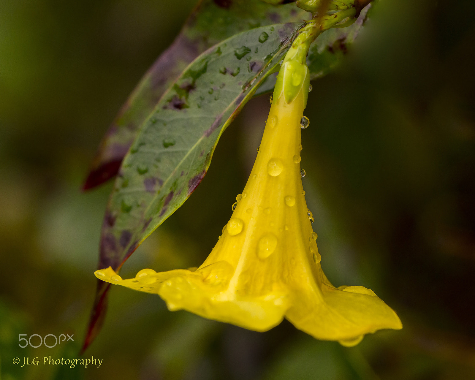 Canon EOS 650D (EOS Rebel T4i / EOS Kiss X6i) sample photo. Trumpet photography