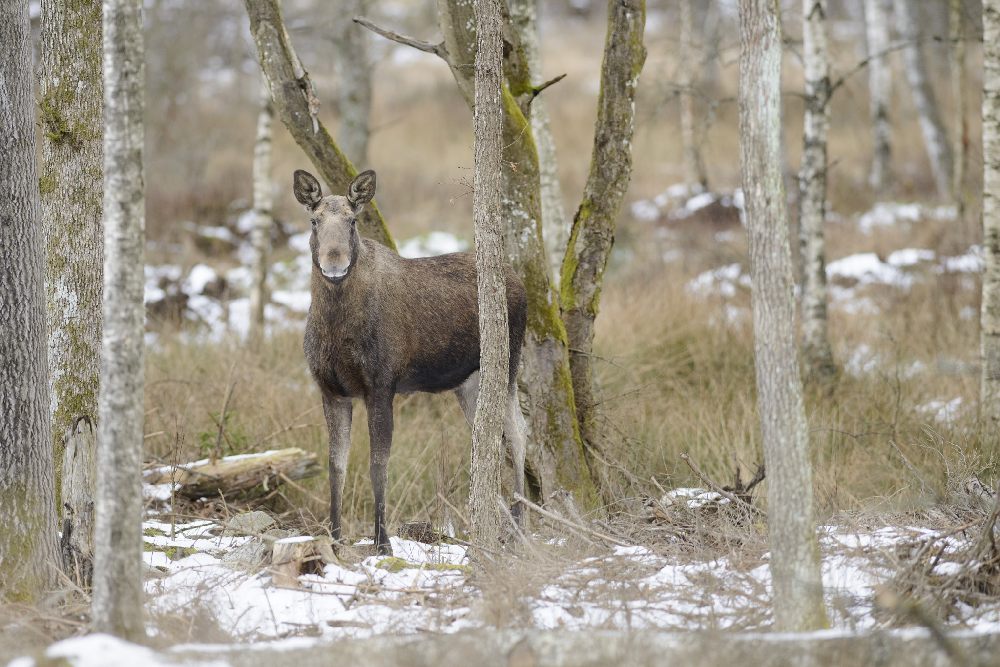 Nikon AF-S Nikkor 300mm F2.8G ED-IF VR sample photo. Moose photography