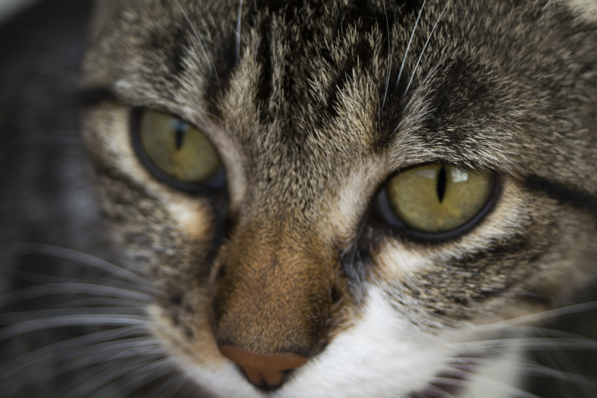 AF Zoom-Nikkor 35-80mm f/4-5.6D N sample photo. Gato photography