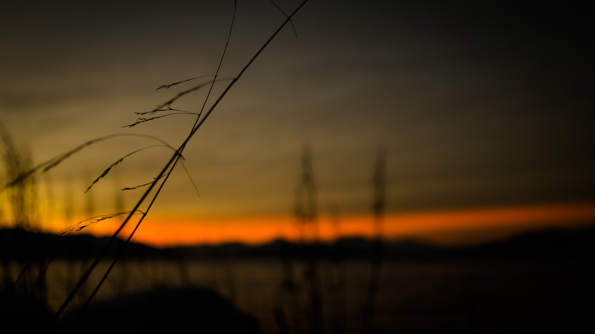 Sony Alpha a5000 (ILCE 5000) + Sigma 30mm F2.8 EX DN sample photo. Straw in the wind at sunset photography