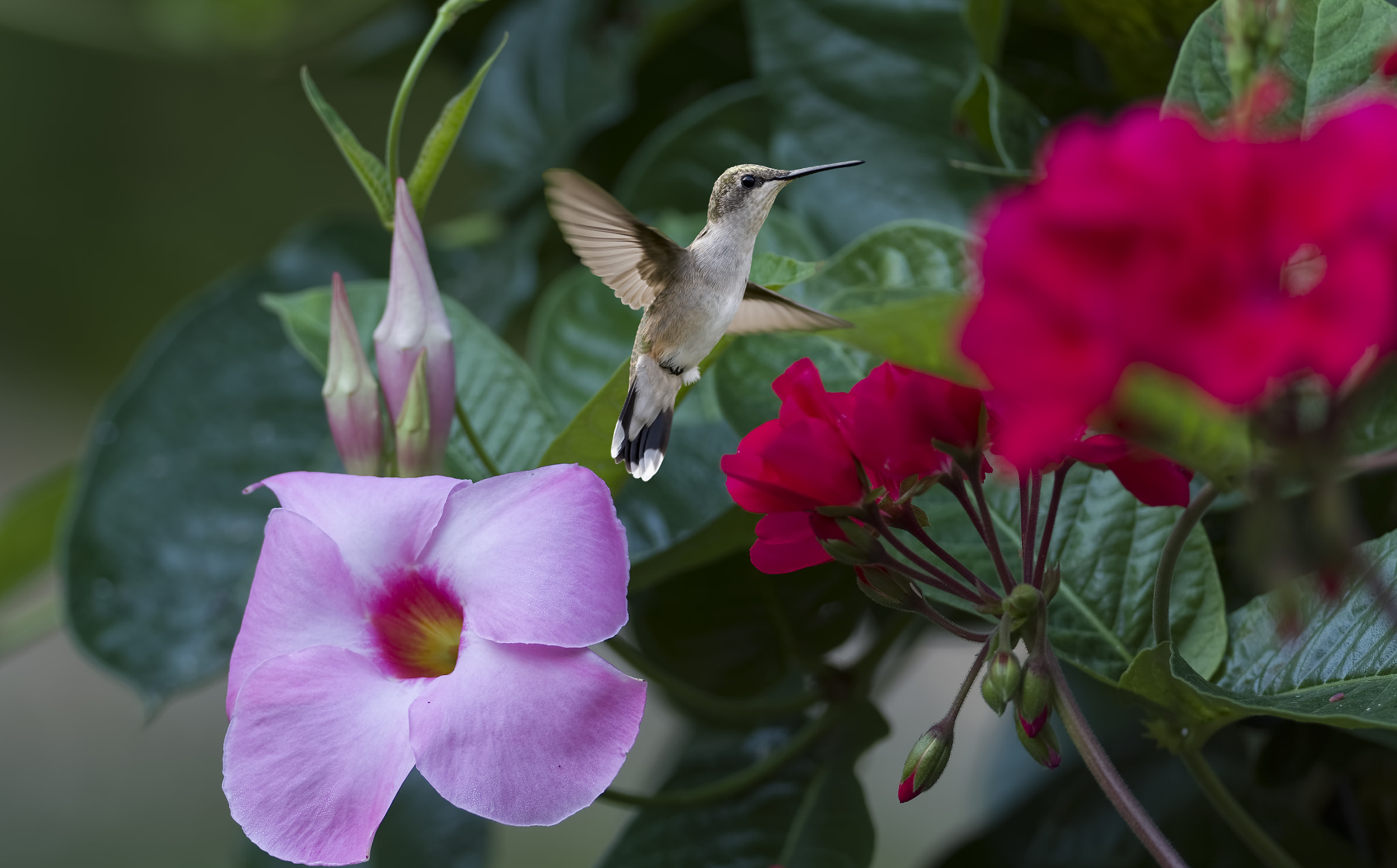 Nikkor 45mm f/2.8 P sample photo. Mandevilla and geraniums are entertaining photography