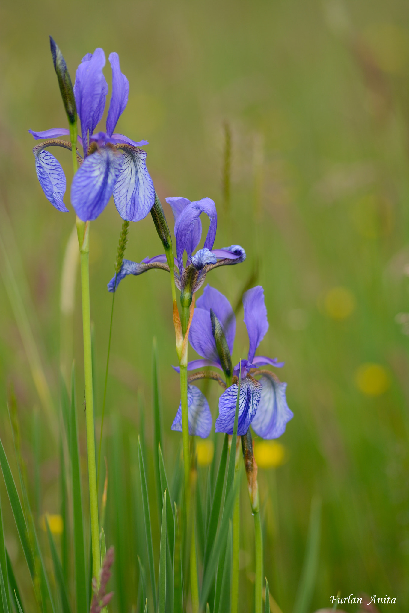 Nikon D7100 + Sigma 105mm F2.8 EX DG Macro sample photo. Iris photography