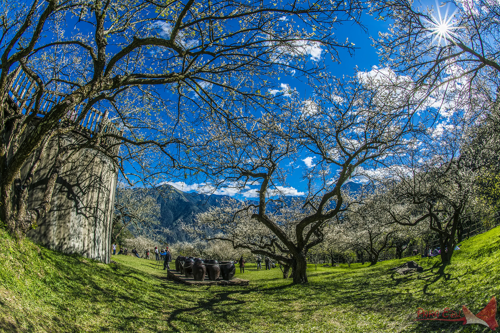 Nikon D800E + Nikon AF Fisheye-Nikkor 16mm F2.8D sample photo. Liu's plum farm photography