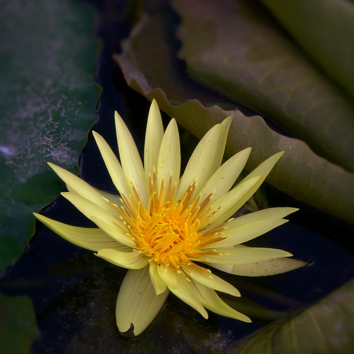 CASIO EX-Z75 sample photo. Yellow water-lily photography