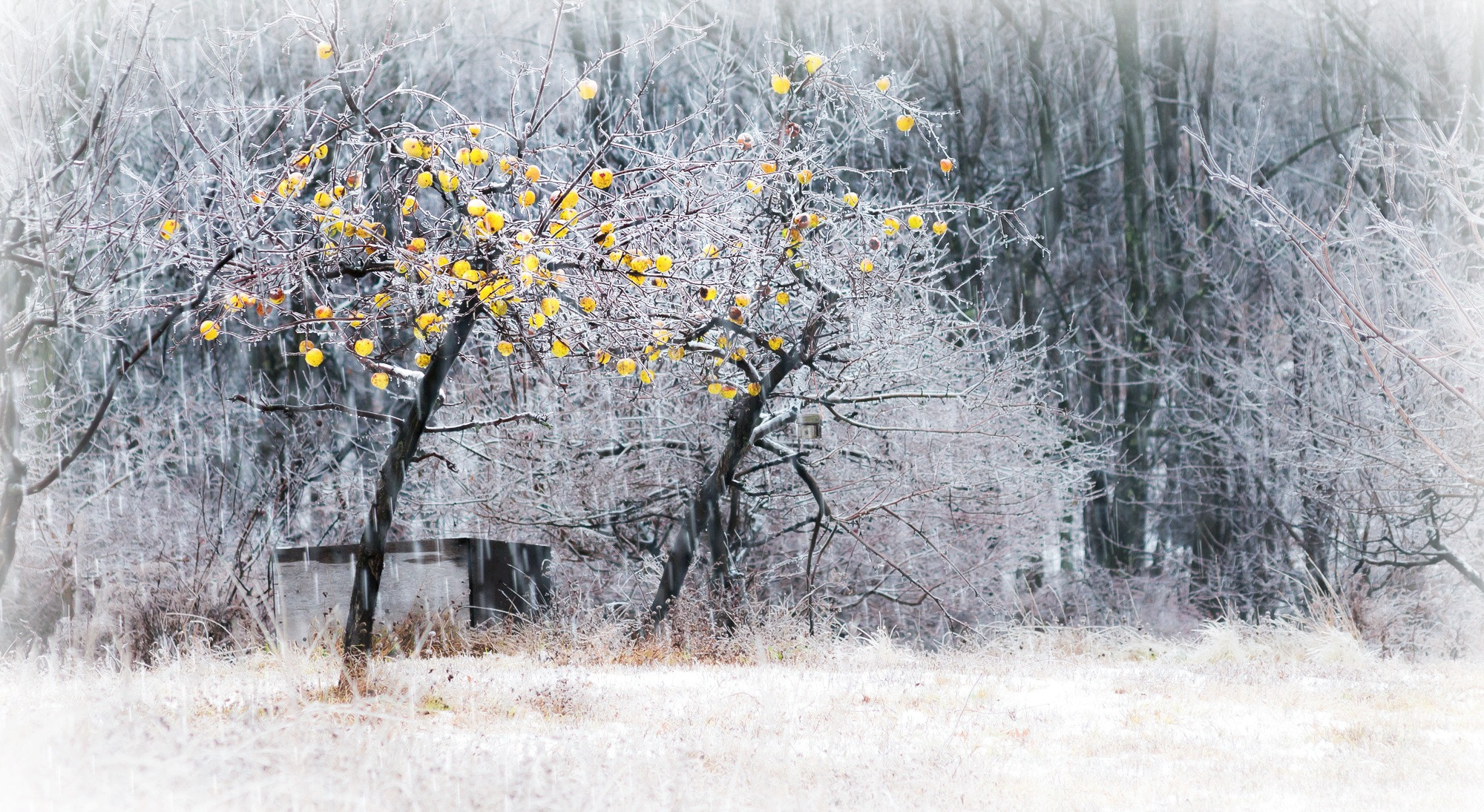 Sigma 70-300mm F4-5.6 APO DG Macro sample photo. Icy apples in the rain photography