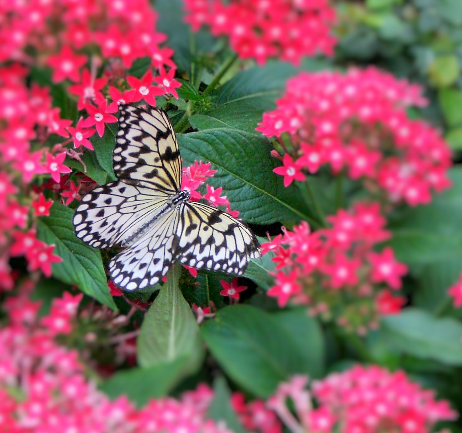 CASIO EX-Z75 sample photo. Nice butterfly photography