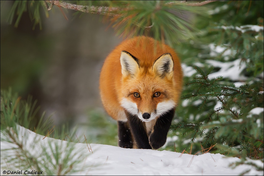 Canon EOS 7D + Canon EF 500mm F4L IS II USM sample photo. Red fox on the prowl photography