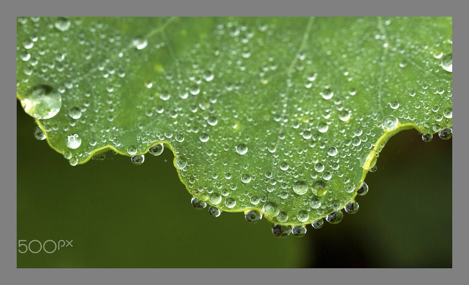 Nikon D2Hs sample photo