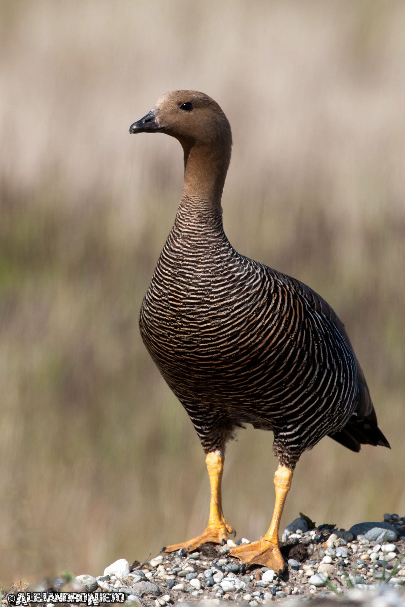 Canon EF 400mm f/2.8L sample photo. Cauquén común,caiquén, avutarda (chloephaga picta) photography