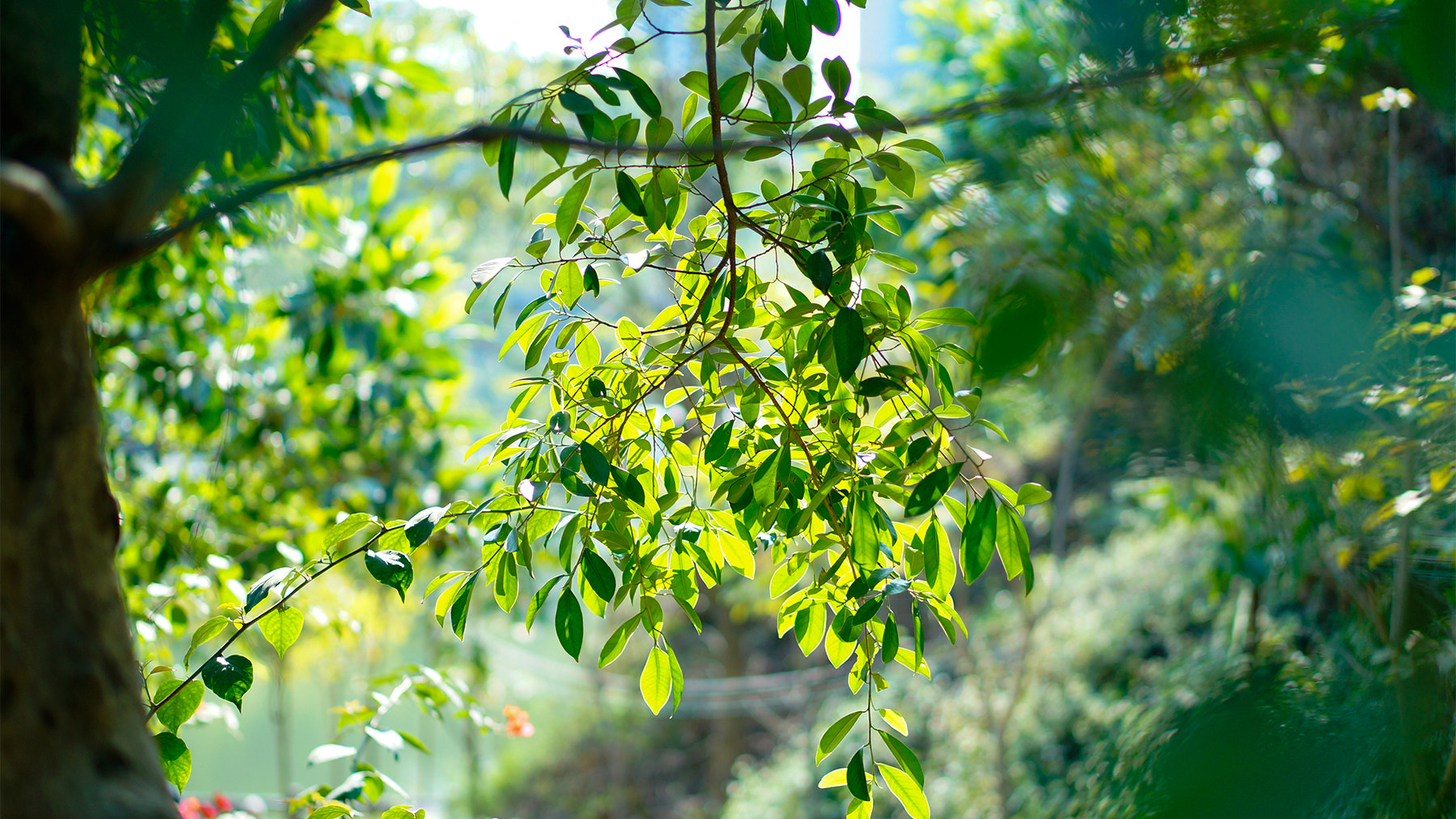 Sony Alpha NEX-3N + E 50mm F1.8 OSS sample photo. Nian () photography