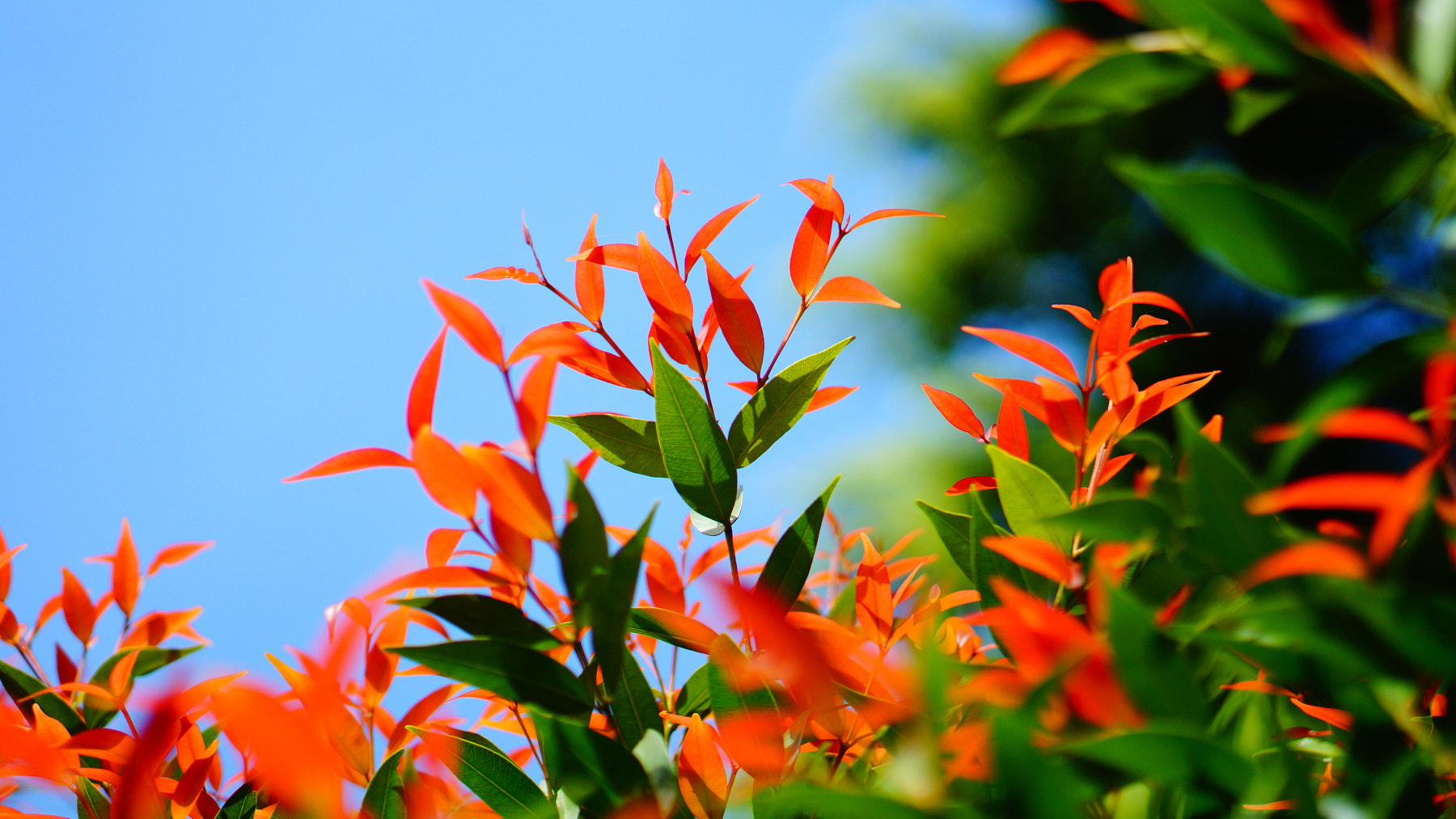 Sony Alpha NEX-3N + E 50mm F1.8 OSS sample photo. Nian () photography