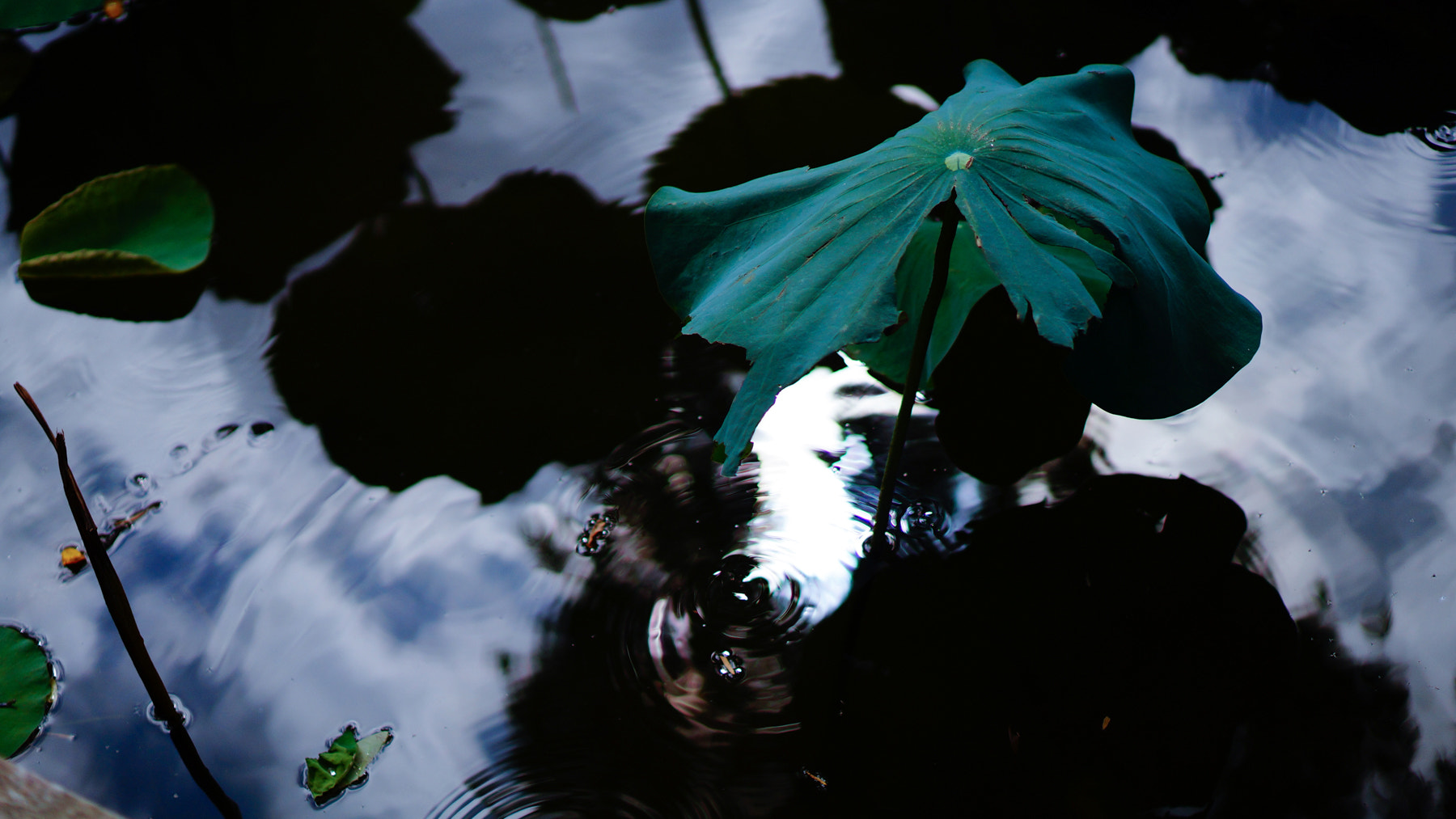 Sony Alpha NEX-3N + E 50mm F1.8 OSS sample photo. Nian () photography
