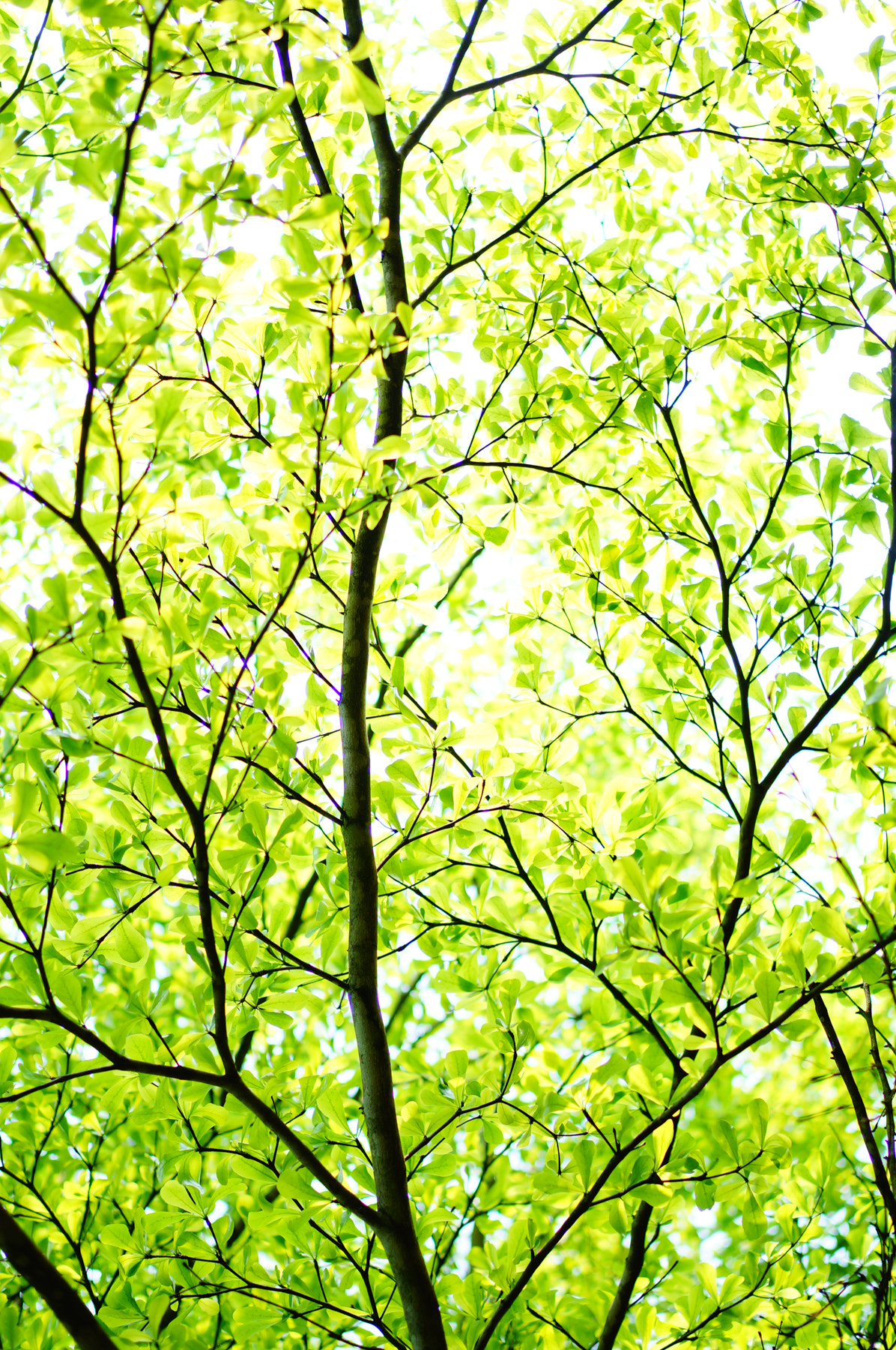 Sony Alpha NEX-3N sample photo. Nian () photography