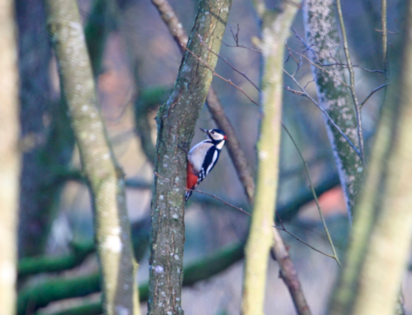 Canon EF 100-400mm F4.5-5.6L IS USM sample photo. Woodpecker on a sunny winter day in denmark photography