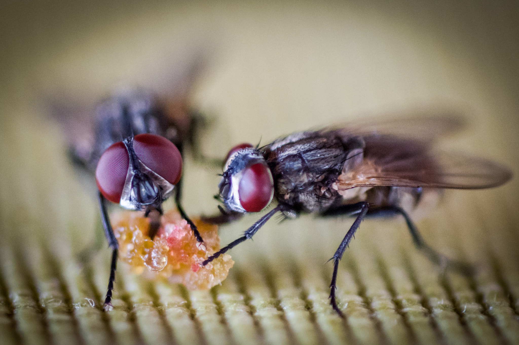 Nikon D5200 + AF Micro-Nikkor 60mm f/2.8 sample photo. Flies photography