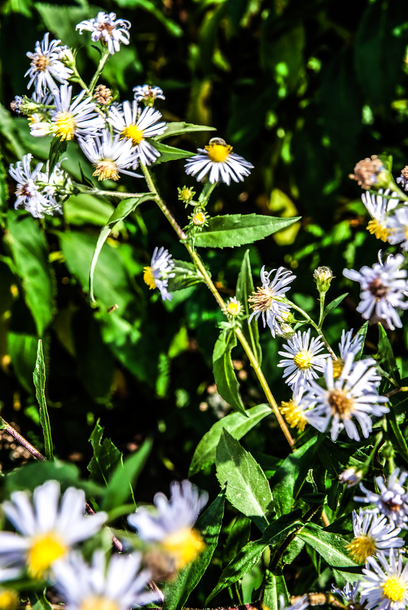 Sigma 24-70mm F2.8 EX DG HSM sample photo. Pushing up photography