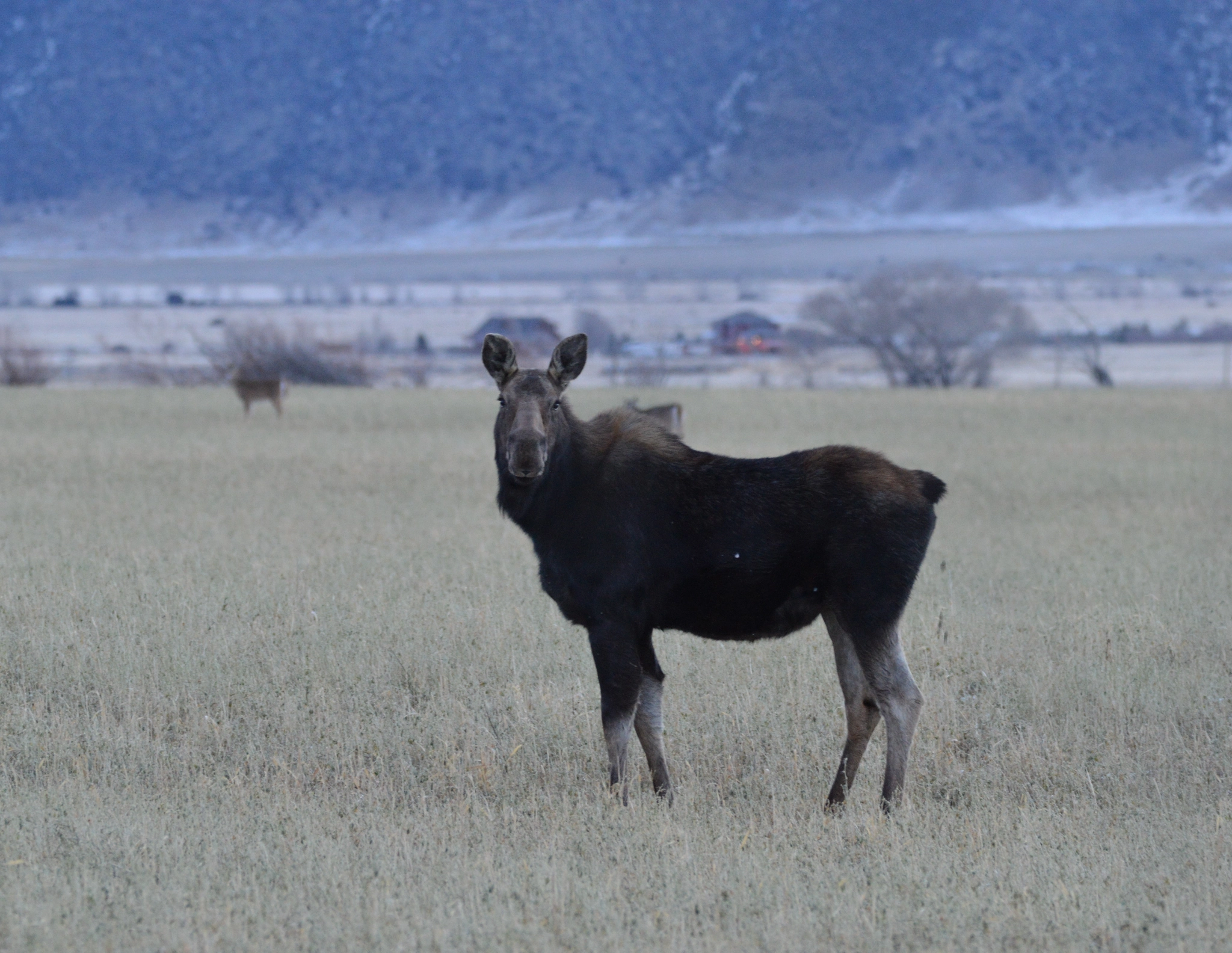 Sigma 150-600mm F5-6.3 DG OS HSM | C sample photo. Cow moose photography