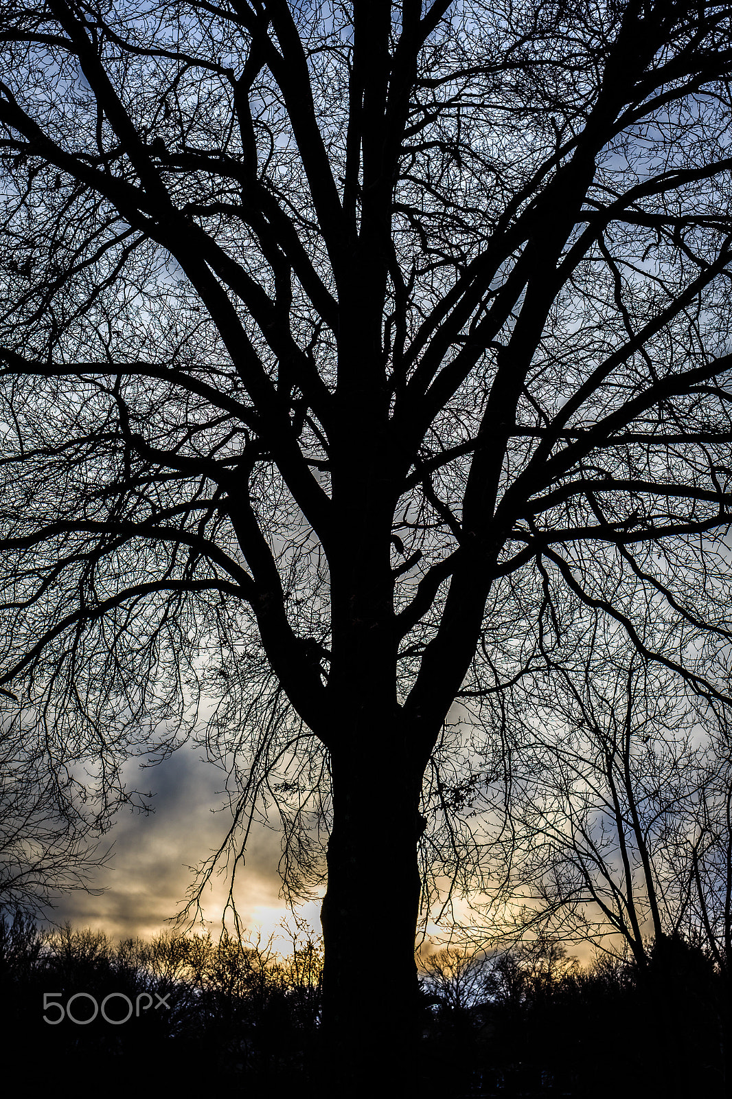 Canon EOS 650D (EOS Rebel T4i / EOS Kiss X6i) sample photo. The tree photography