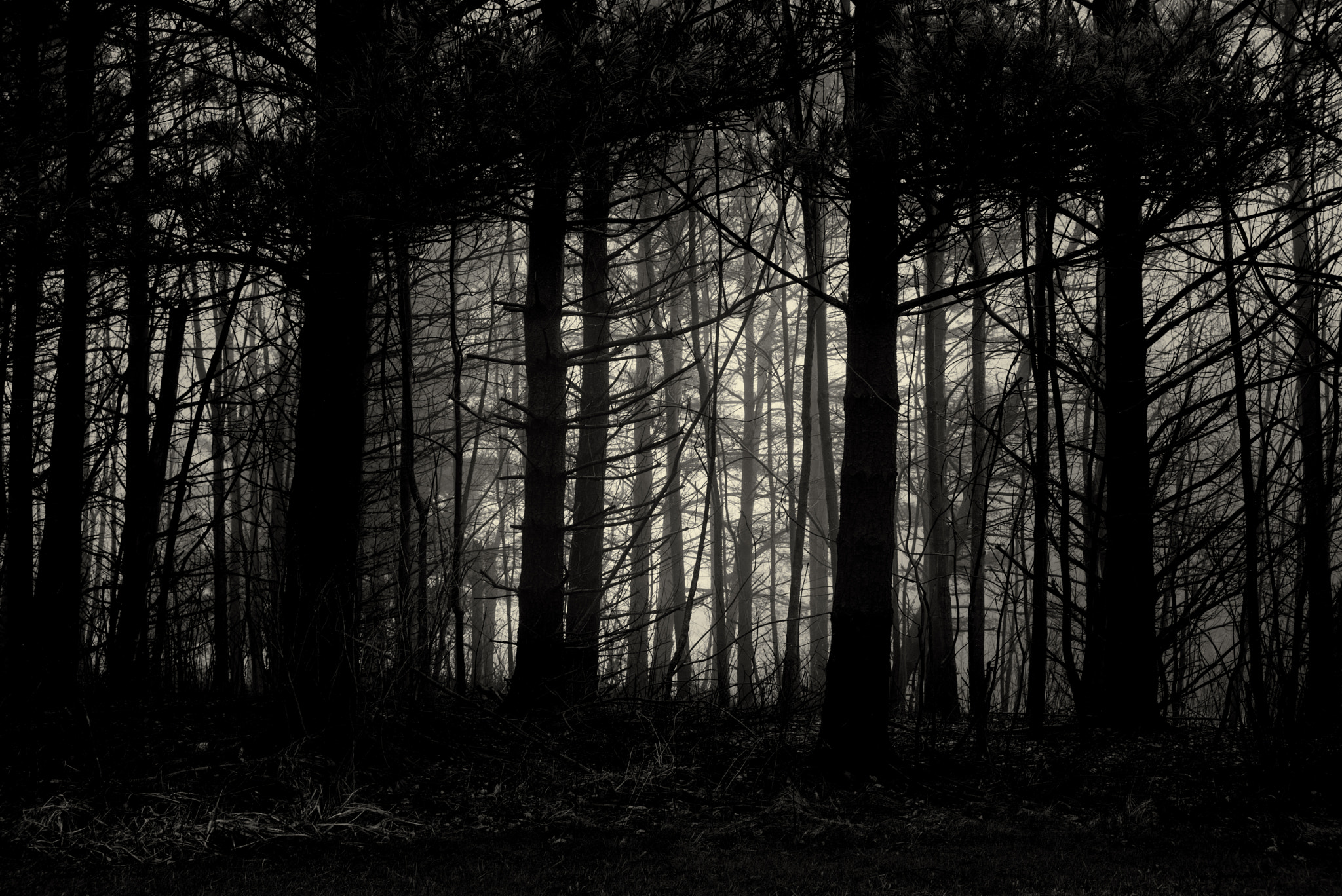 Tri-Elmar-M 1:4/28-35-50 ASPH. sample photo. Punderson in fog n.12 photography