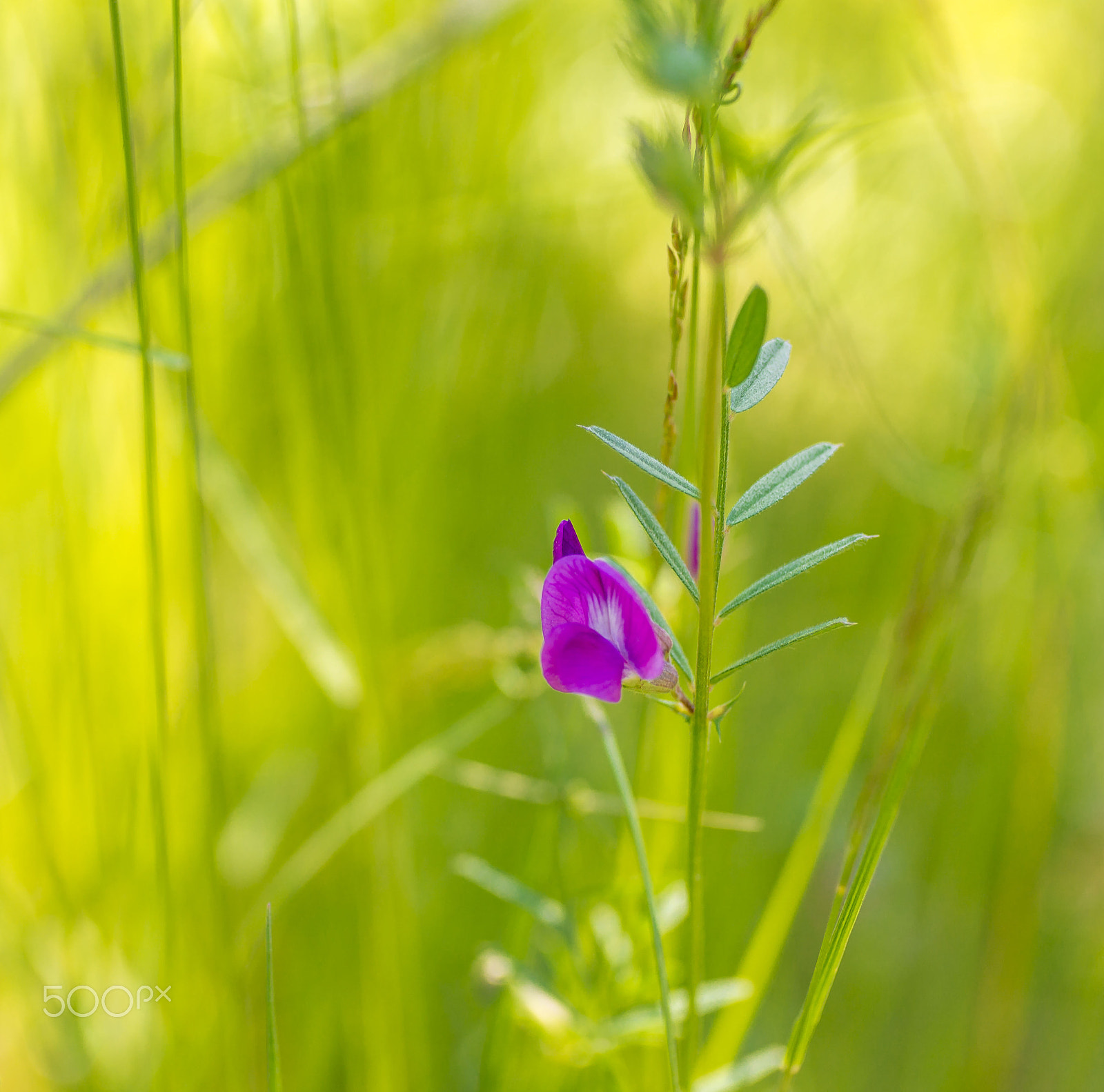 50mm F1.8 sample photo. Arvejilla photography
