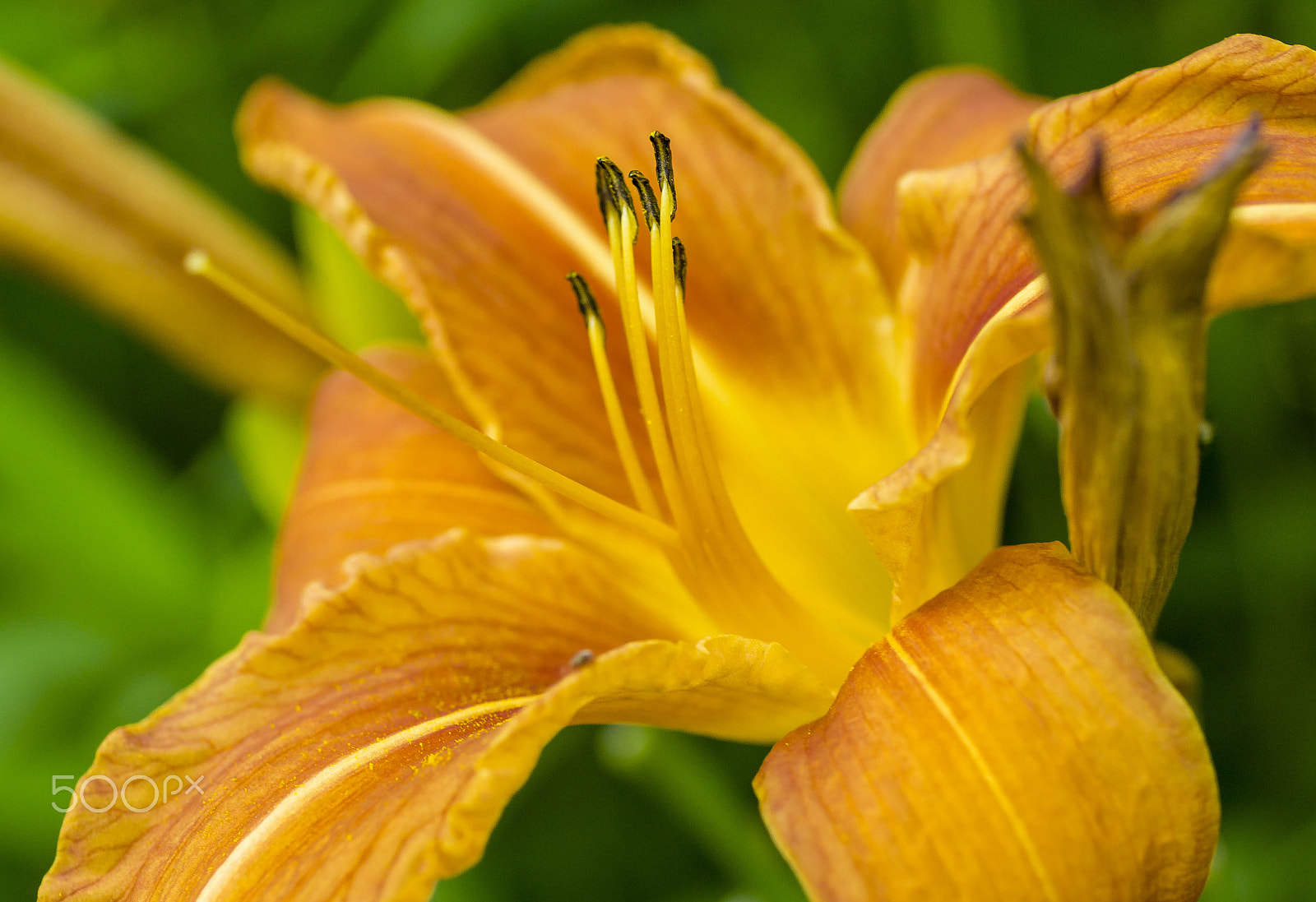 50mm F1.8 sample photo. Lilium photography