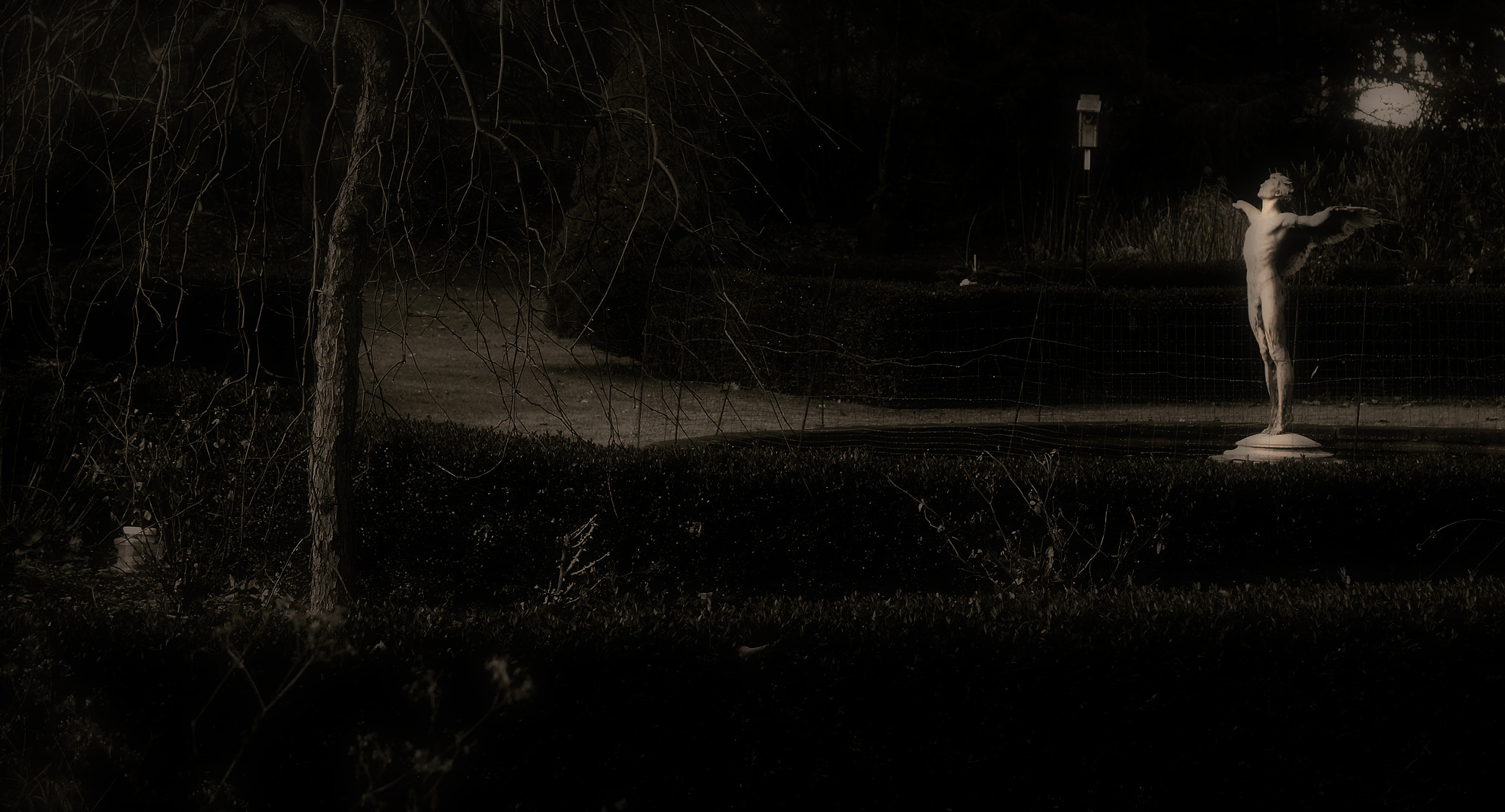 Hasselblad Stellar sample photo. Midnight in the garden..... photography
