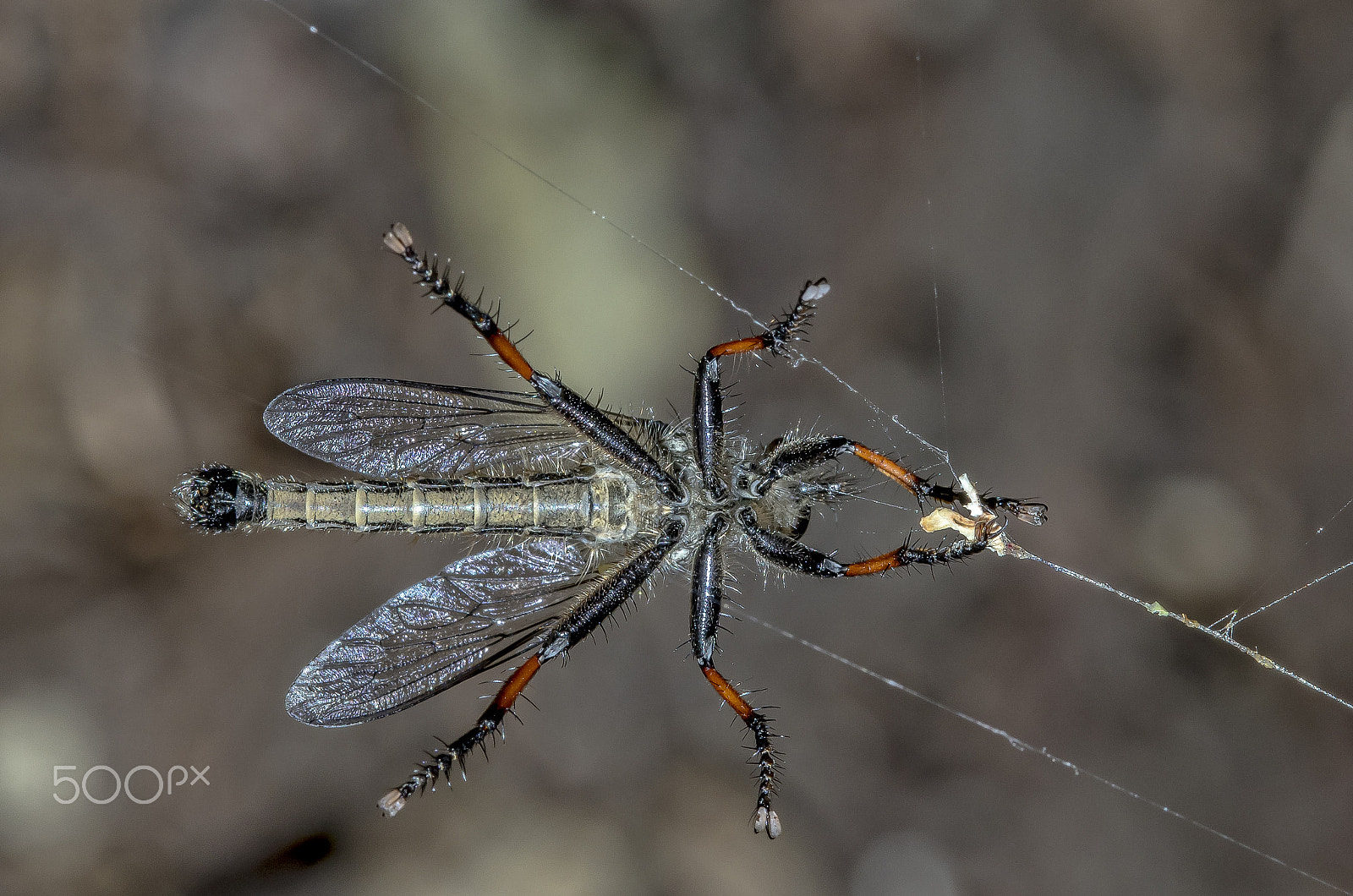 Canon EF 100mm F2.8 Macro USM sample photo. Robber fly photography